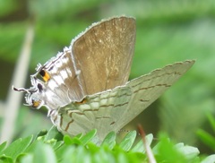Hypolycaena philippus philippus