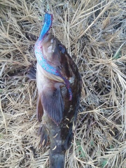 Sebastes rastrelliger