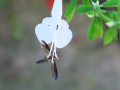 Pelecinobaccha costata