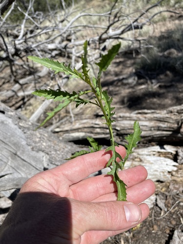 Image of Thelypodium wrightii by (c) Martin Purdy, some rights reserved (CC BY)