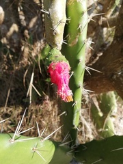 Opuntia dejecta