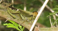 Abisares viridipennis