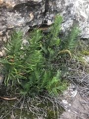 Pellaea pectiniformis