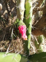 Opuntia dejecta