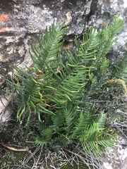 Pellaea pectiniformis