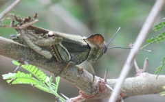 Abisares viridipennis