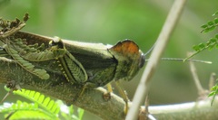 Abisares viridipennis