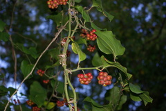 Smilax excelsa