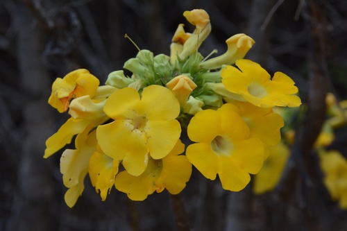 Uncarina leandrii