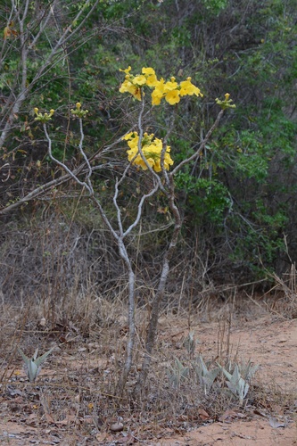 Uncarina leandrii