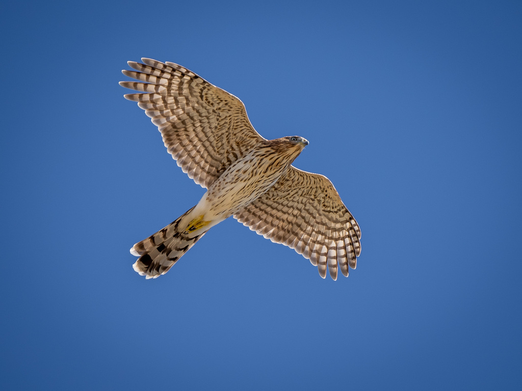Cooper's Hawk from Culberson County, TX, USA on August 19, 2023 at 10