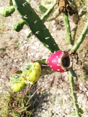 Opuntia dejecta