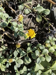 Lipochaeta integrifolia