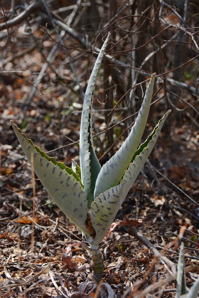 Kalanchoe gastonis-bonnieri, Sakaraha, Madagascar