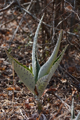 Kalanchoe gastonis-bonnieri
