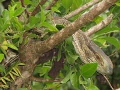 Varanus albigularis