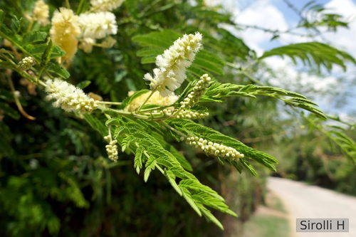 Napinday Acacia Bonariensis Naturalista