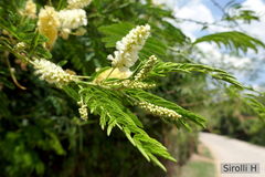 Senegalia bonariensis