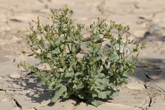 Senecio mohavensis