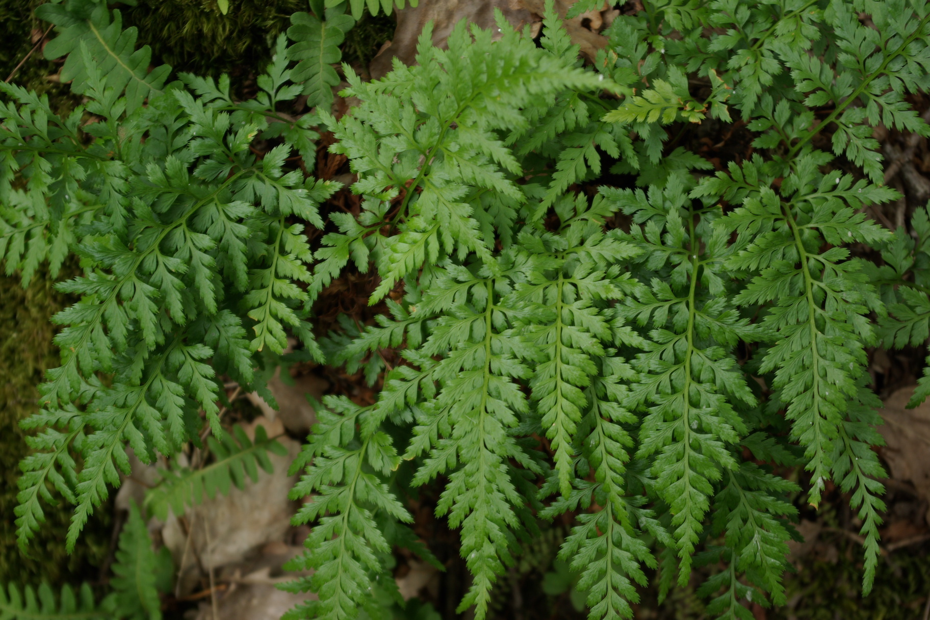Asplenium adiantum-nigrum