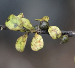 Coprosma spathulata spathulata