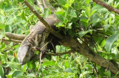 Varanus albigularis