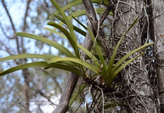 Angraecum praestans, photograph (c) Rosario Douglas, some rights reserved (CC BY)