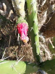 Opuntia dejecta