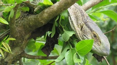 Varanus albigularis