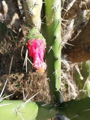 Opuntia dejecta