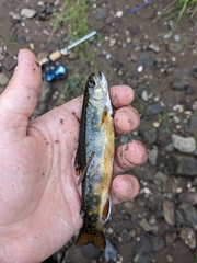 Salvelinus fontinalis image