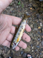 Salvelinus fontinalis image