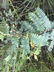 Aeschynomene nodulosa nodulosa