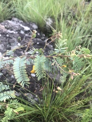 Aeschynomene nodulosa nodulosa