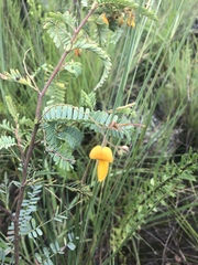 Aeschynomene nodulosa nodulosa