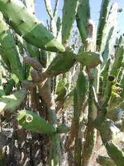 Opuntia dejecta