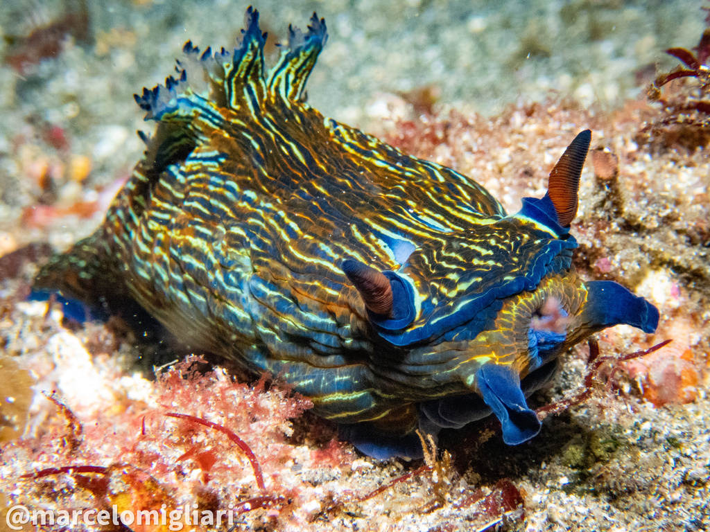 Tyrannodoris leonis