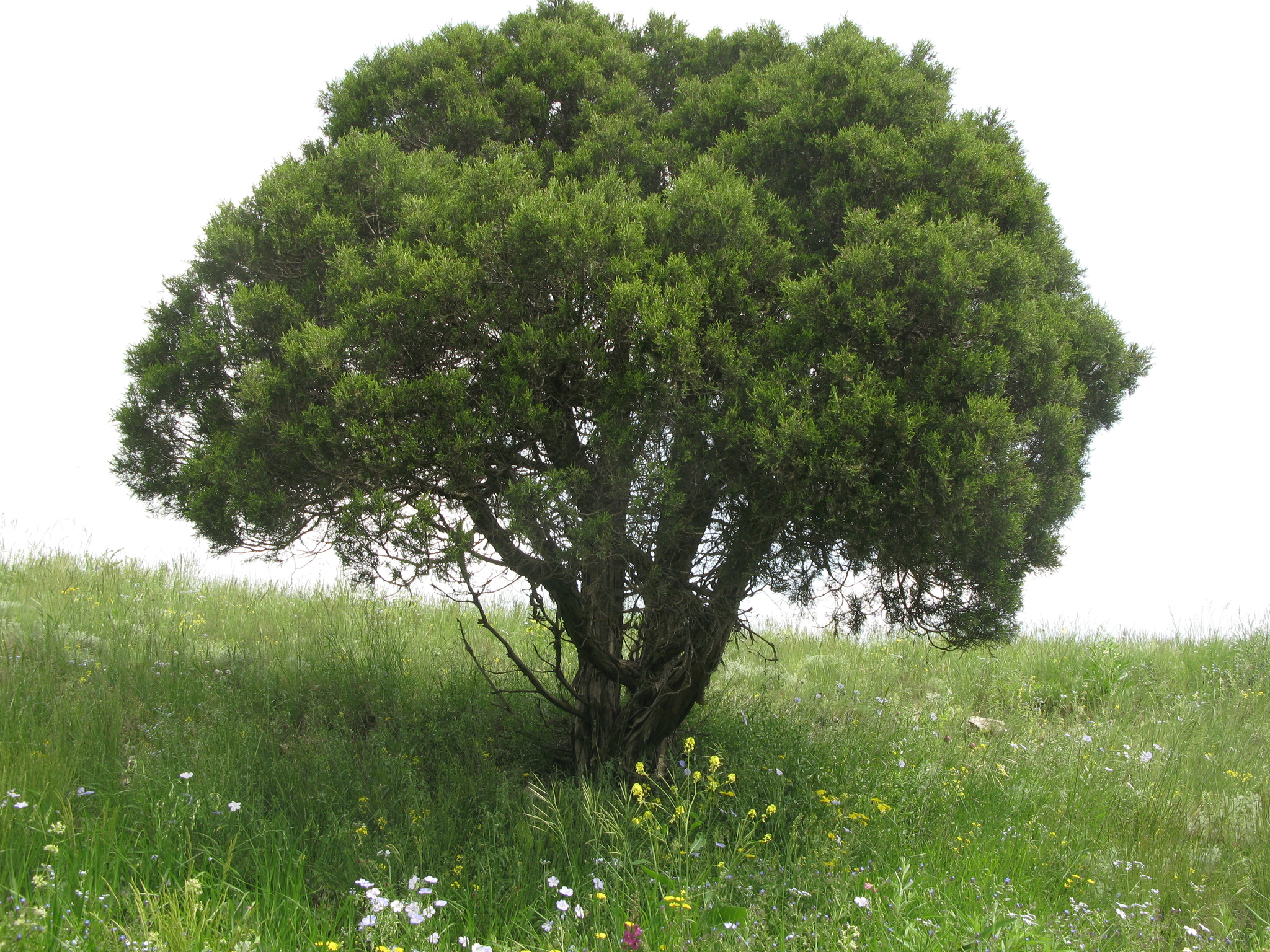 Juniperus polycarpos