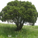 Juniperus polycarpos - Photo (c) ramazan_murtazaliev, μερικά δικαιώματα διατηρούνται (CC BY-NC), uploaded by ramazan_murtazaliev