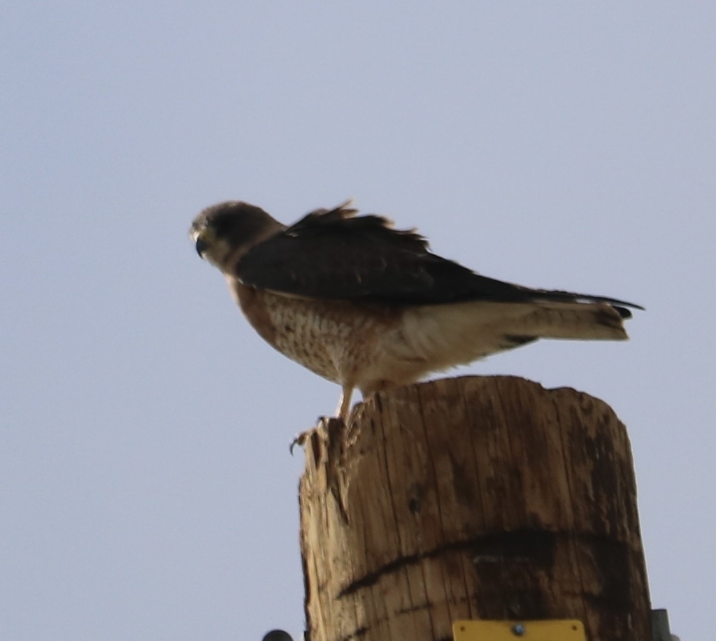 Swainson's Hawk from Alamosa National Wildlife Refuge, Alamosa, CO, US ...