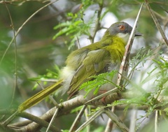 Apalis flavida