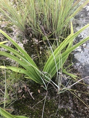 Orthochilus foliosus