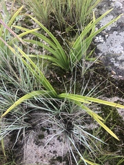 Orthochilus foliosus