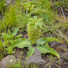 Eucomis autumnalis clavata
