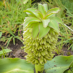 Eucomis autumnalis clavata