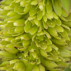 Eucomis autumnalis clavata