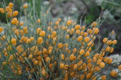 Ephedra procera