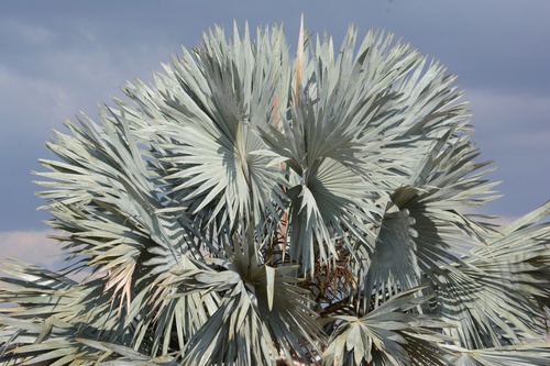 Bismarckia nobilis