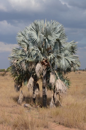 Bismarckia nobilis