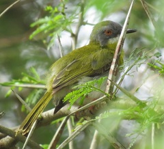 Apalis flavida